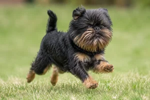Affenpinscher — running