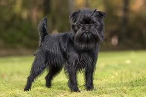 Affenpinscher — adult
