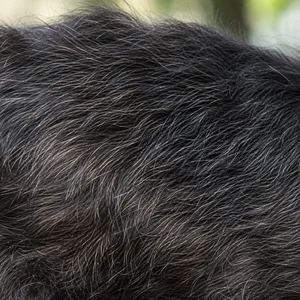 Affenpinscher — coat texture