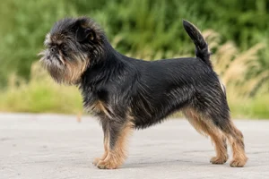 Affenpinscher — Belge coat
