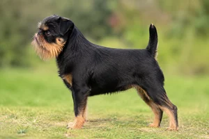 Affenpinscher — Black and Tan coat