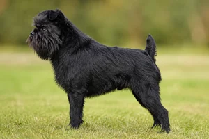 Affenpinscher — Black coat