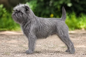 Affenpinscher — Gray coat