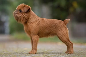 Affenpinscher — Red coat