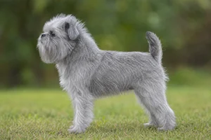 Affenpinscher — Silver coat