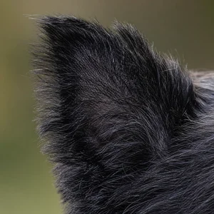 Affenpinscher — ears