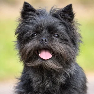 Affenpinscher — happy