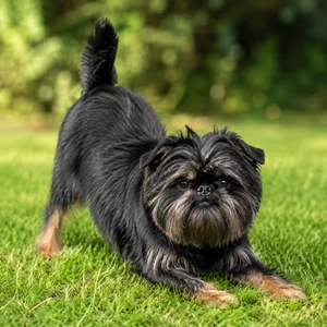 Affenpinscher — playful