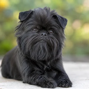 Affenpinscher — relaxed