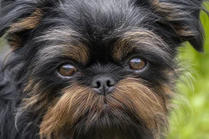 Affenpinscher — eyes