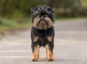 Affenpinscher — front