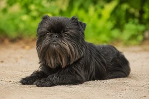 Affenpinscher — lying down