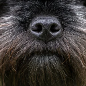 Affenpinscher — nose