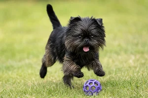 Affenpinscher — playing