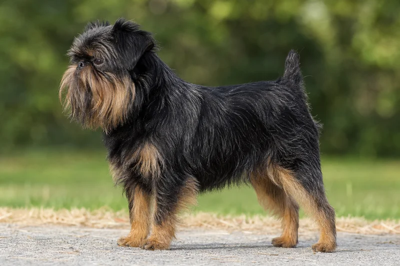 Affenpinscher — dog breed