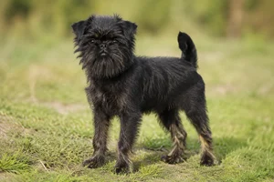 Affenpinscher — puppy (~4 mo)