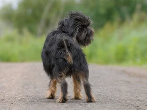 Affenpinscher — rear
