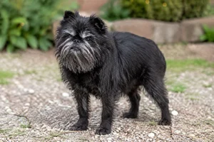 Affenpinscher — senior