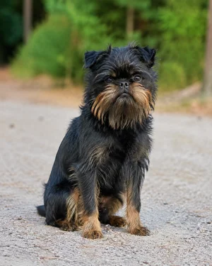 Affenpinscher — sitting