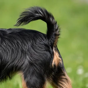 Affenpinscher — tail