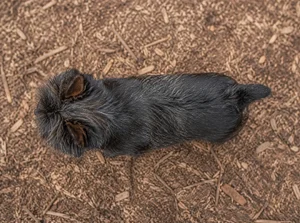 Affenpinscher — top