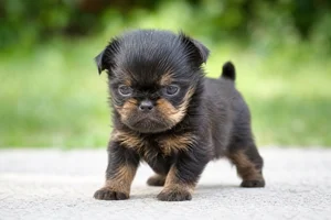 Affenpinscher — young puppy (~1 mo)