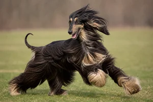 Afghan Hound — running