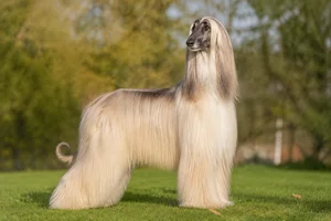 Afghan Hound — adult