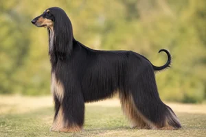 Afghan Hound — Black & Tan coat