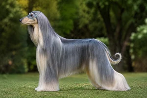 Afghan Hound — Blue & Cream coat