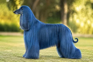 Afghan Hound — Blue coat
