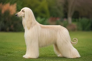 Afghan Hound — Cream coat