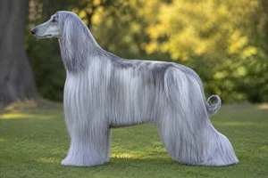 Afghan Hound — Silver coat