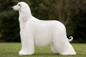 Afghan Hound — White coat