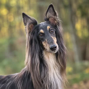 Afghan Hound — alert