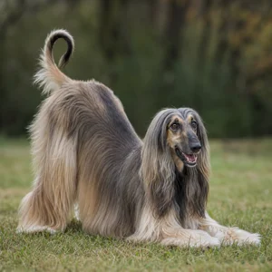 Afghan Hound — playful