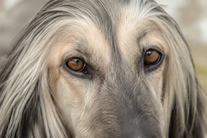 Afghan Hound — eyes