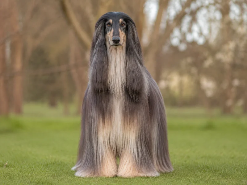 Afghan Hound — front