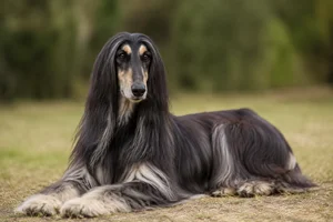 Afghan Hound — lying down