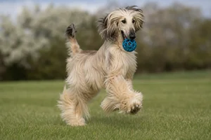 Afghan Hound — playing