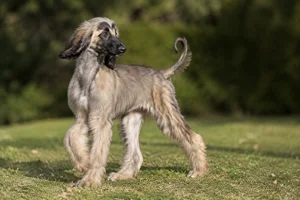 Afghan Hound — puppy (~4 mo)