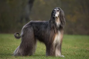 Afghan Hound — senior
