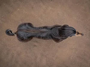 Afghan Hound — top