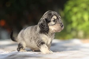 Afghan Hound — young puppy (~1 mo)