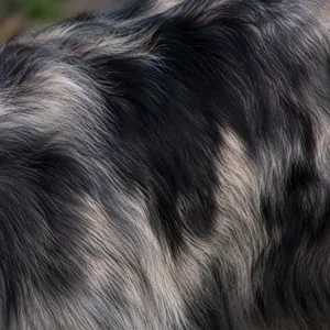 Aidi — coat texture