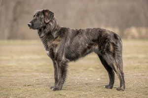Aidi — brindle coat