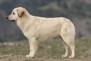 Aidi — cream coat