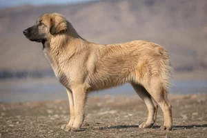 Aidi — fawn coat