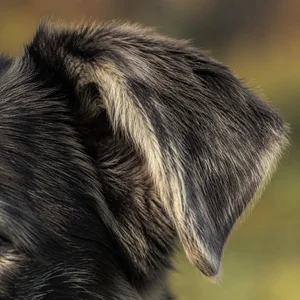 Aidi — ears