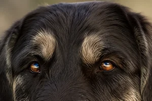 Aidi — eyes